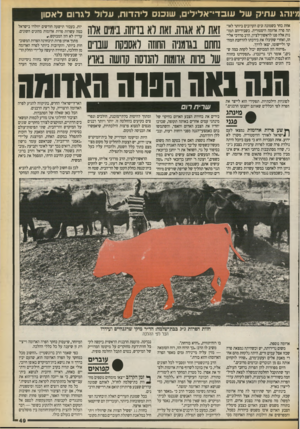 העולם הזה - גליון 2712 - 23 באוגוסט 1989 - עמוד 49 | מיוהג ע תי קשל עוגנד־־אלילים, ש 1כ 1ס לי ה דו ת, ע לו ללג רו ם לאסון אחת בחר בשמונה זנים הקרובים ביותר לאותה פרה אדומה היסטורית. כשבידיהם תמונות אלה פנו