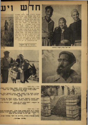 העולם הזה - גליון 640 - 19 בינואר 1950 - עמוד 10 | חהש ויע1 הסוכנות היהודית *עלו! גדולות במגדל־גד בדרום. מאות חשפחוסו מעולי תורכיה, צ׳כיה, תימן ואחרים שוכנו) במקום. לכל משפחה ניתנה חלקת אדמה ובלי עבודה. הבתים