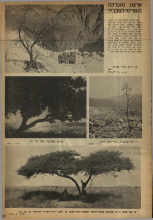 העולם הזה - גליון 644 - 16 בפברואר 1950 - עמוד 2 | ארצנ 1נתברכה בעצי־נזי ל מכביר אנו, שרובנו שקועים בחיי־כרך סואנים, בעסקי יום יום ובהווי חולין של דאגה לפ|ן סה, מתעלמים כמעט לחלוטין מיפי ארזינו. חיינו מתרכזים