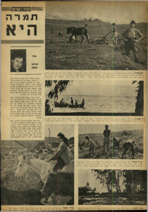 העולם הזה - גליון 860 - 15 באפריל 1954 - עמוד 4 | יוסעבודה. כשתמרה נמצאת במ שק אין היא יו שבת בבית. היא יוצאת לשדה, מ שגיחה על העבודות, נותנת יד איפה שדרושה עזרה, מייעצת, מארגנת את עבודת הפועלים. בת מונ ה