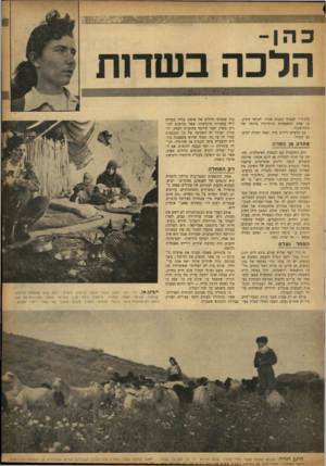 העולם הזה - גליון 860 - 15 באפריל 1954 - עמוד 5 | כלכלי.״ לבסוף הסכים אביה׳ חקלאי וותיק׳ בן אחת המשפחות הוותיקות ביותר של פתח־תקוה. עם אלפיים לירות ביד, יצאה תמרה למיב־צע הגדול. פחדה סן הפרה היא התקשרה עם