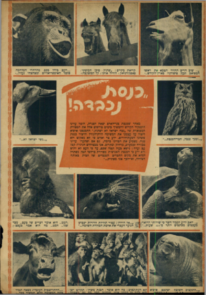 העולם הזה - גליון 861 - 22 באפריל 1954 - עמוד 20 | שוב הרים החזיר הטמא את ראשו ואם ונעץ ציפורניו כארץ־הקודש...״ קריאת פיניים שתול, י סוכן המופתי פאסקודניאק ! הוריד אורני! לד למוסקבה! בכם, מהרחרי המלחמה ׳יאליזם